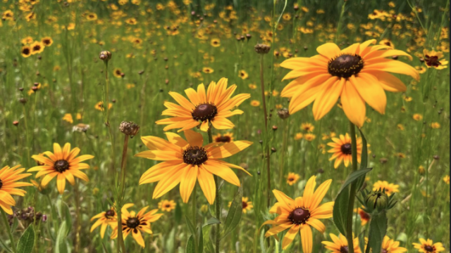 Wildflowers