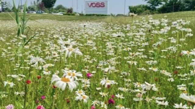 Wilflowers